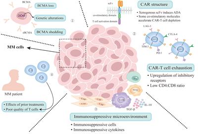 Mechanisms and salvage treatments in patients with multiple myeloma relapsed post-BCMA CAR-T cell therapy